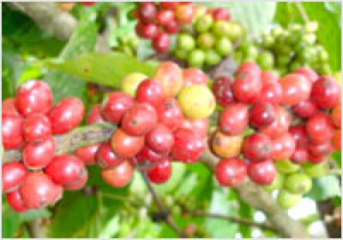 Kopi Arabika
