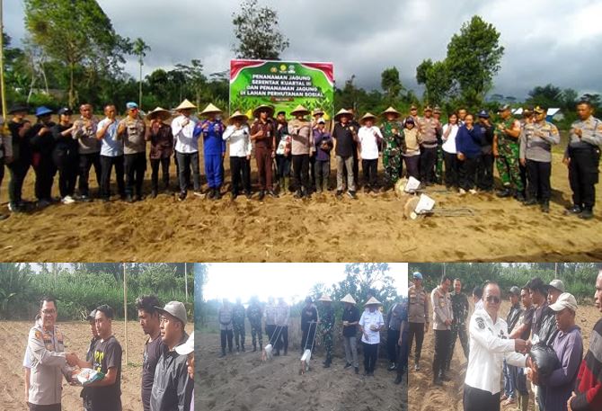 Penanaman Jagung Serentak Kuartal III dan di Lahan Perhutanan Sosial Desa Landih: Sinergi Dukung Swasembada Pangan Bangli